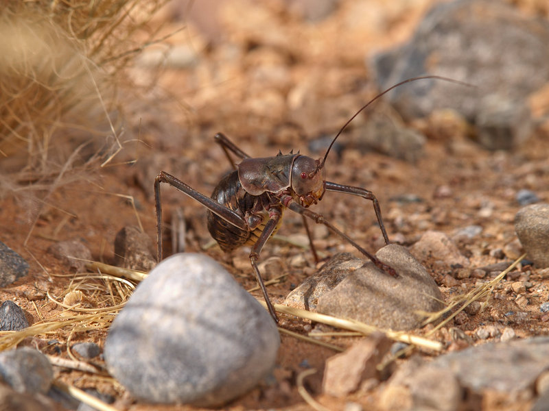 Namib Desert, Locust
